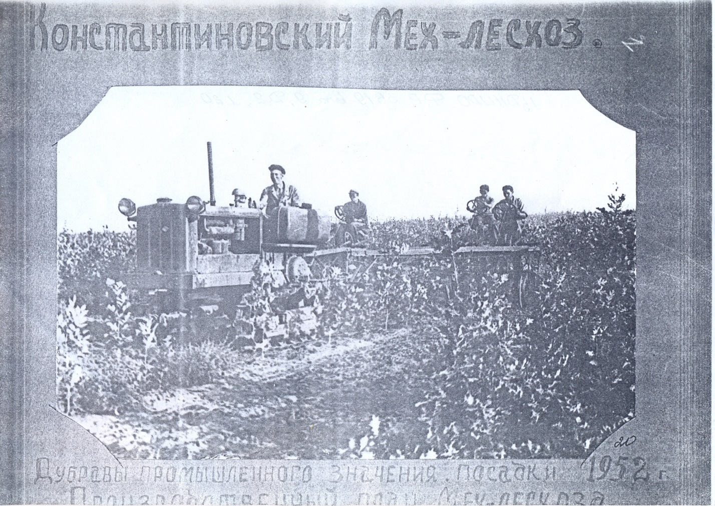 ФОТО: Константиновский лесхоз, посадки 1952 г.